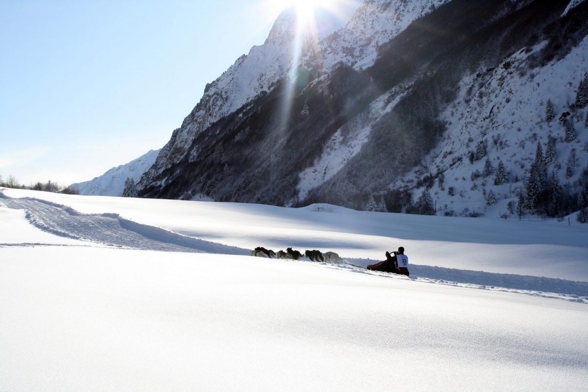 Chien de traineau au col d'Ornon