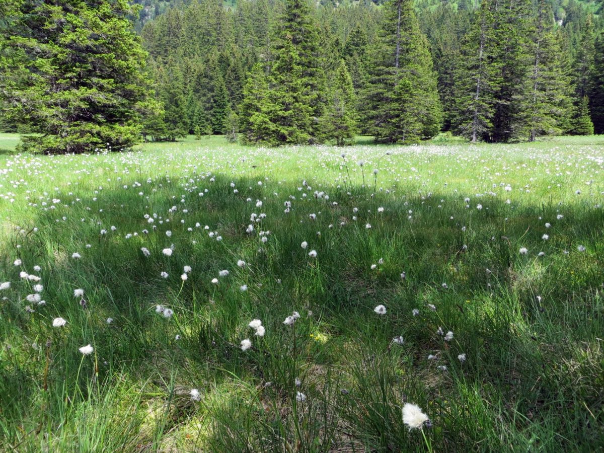 Site Natura 2000 du Taillefer