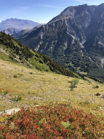 Myrtilles à 2 000 m