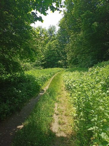 Entre Rochetaillée et La Paute