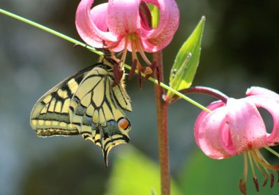 Conférence et projection de photos sur les papillons avec Philippe FOURTIER