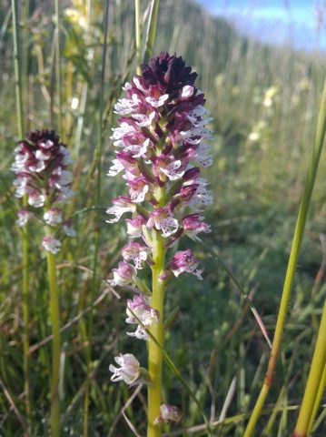 Orchis brûlée