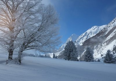 La plus grande aulnaie d’Europe