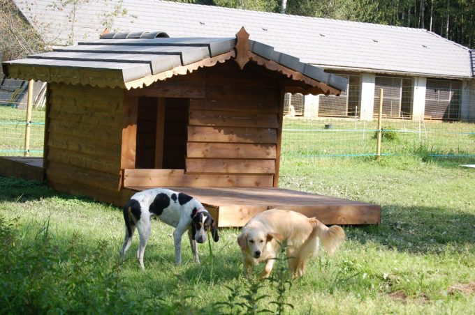 pension canine des Ilas